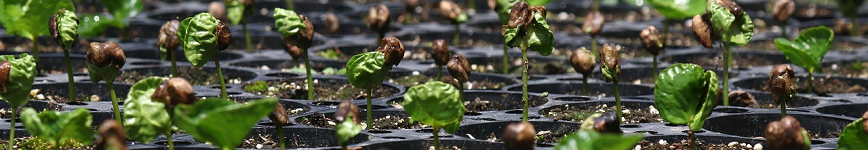 Coffee Saplings